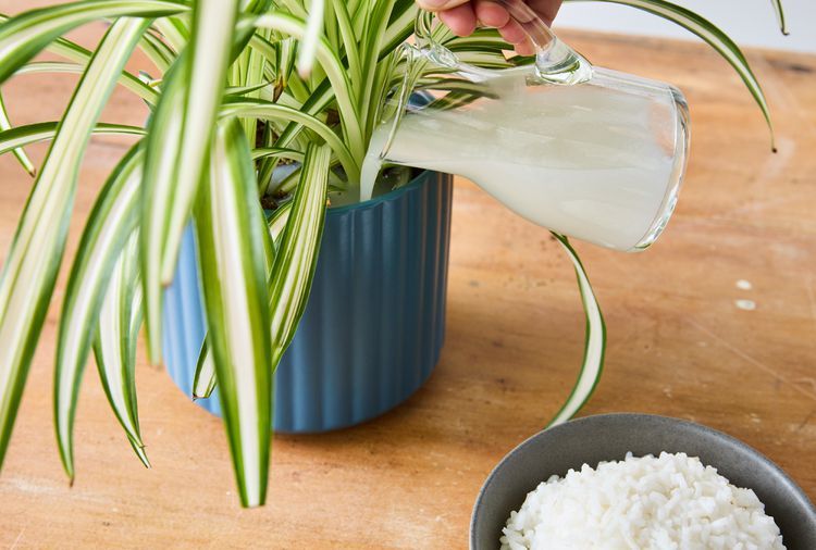 Nước vo gạo: Phân bón tự chế cho cây cảnh và vườn hiệu quả