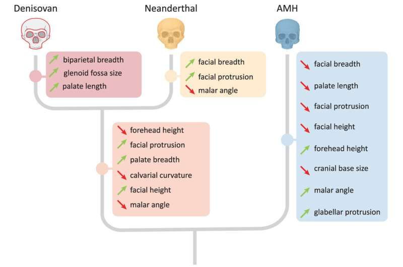 Tìm kiếm người Denisova: Công cụ di truyền xác định họ hàng người cổ đại