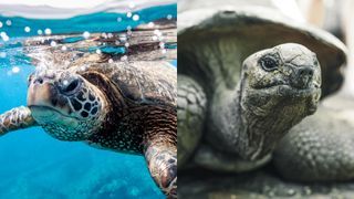 Phân Biệt Giữa Rùa Biển, Rùa Cạn Và Những Đặc Điểm Sinh Học Nổi Bật