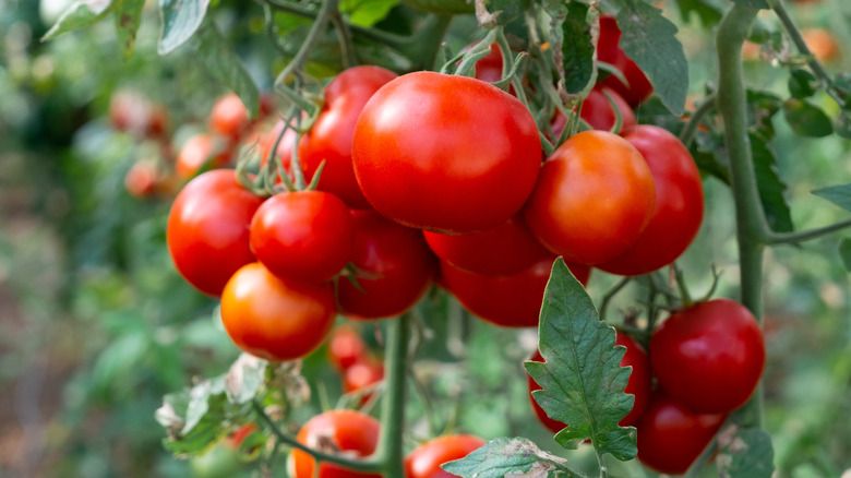 Tại sao vỏ cà chua trong vườn của bạn trở nên quá dày và phương pháp khắc phục