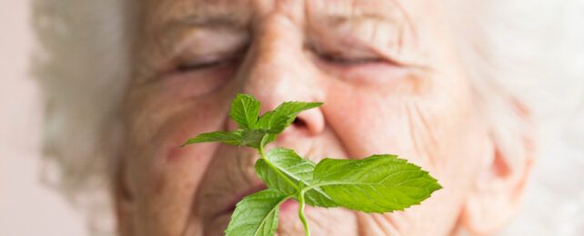 Liên Kết Bất Ngờ Giữa Hương Bạc Hà Và Bệnh Alzheimer Ở Chuột