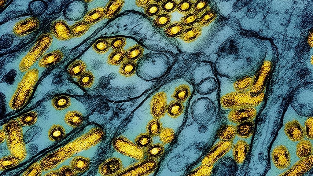 Tây Ban Nha thắt chặt biện pháp vì ca cúm gia cầm H5N1 ở Andalusia