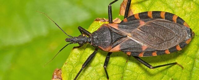 Bệnh Kissing Bug Mang Ký Sinh Trùng Nguy Hiểm Đang Lan Rộng Khắp Hoa Kỳ